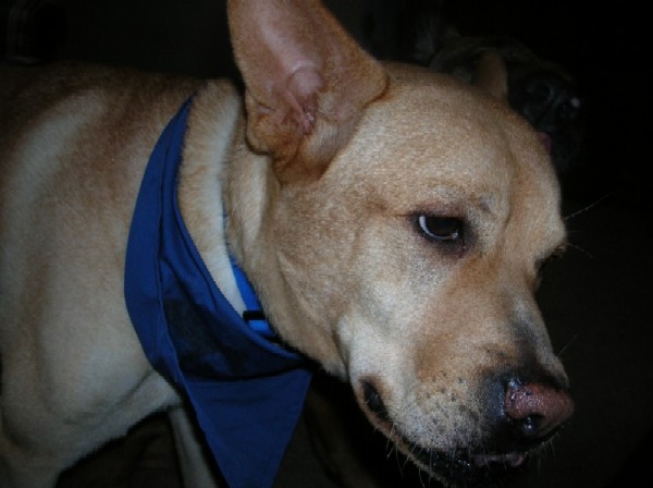 Lally sporting a festive blue bandanna for the Fourth of July